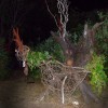 Scary chicken at midnight