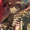 Tying on the ribs