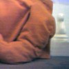 appendage