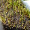 Sprouting grass