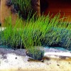 Early grass upholstery test