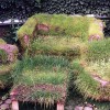 grassy