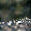 sprout